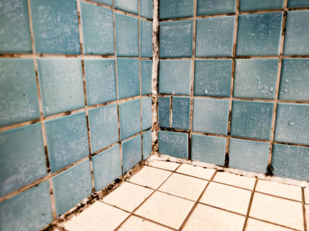 Reliable Brandywine Bay, NC Mold Removal Solutions