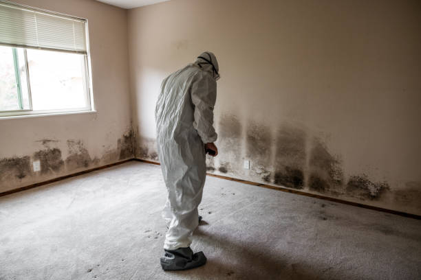 Best Attic Mold Removal  in Brandywine Bay, NC