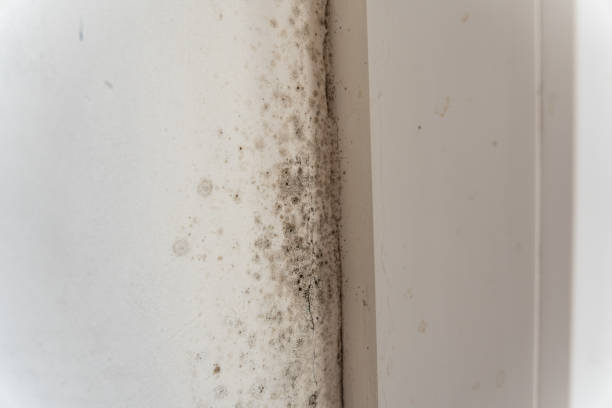 Best Mold Prevention Services  in Brandywine Bay, NC