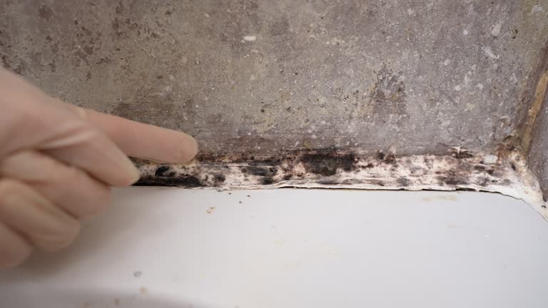 Best Environmental Consulting for Mold Prevention  in Brandywine Bay, NC